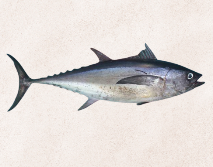 Longtail-Tuna-Thunnus-tonggol.webp close up of a Longtail Tuna with beige background
