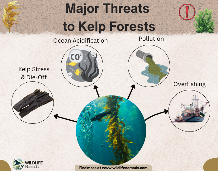 Major-Threats-to-Kelp-Forests.webp Major Threats to Kelp Forests infographic showing 4 threats