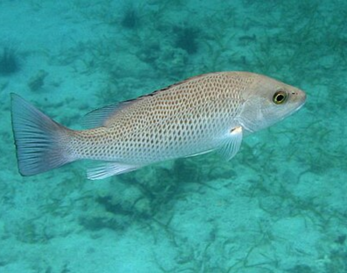 Mangrove-Snapper-Lutjanus-griseus.webp Mangrove Snapper swimming underwater