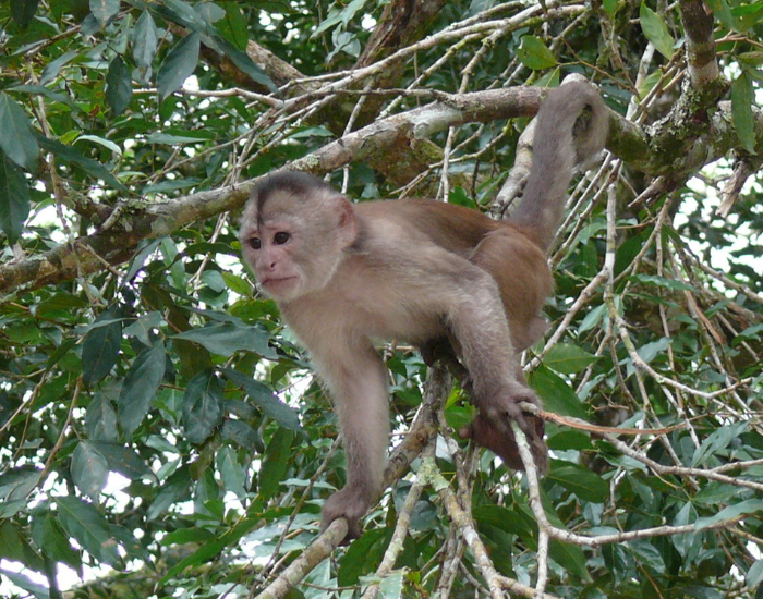 Maranon-White-fronted-Capuchin-Cebus-yuracus.webp marañón White-fronted Capuchin on a tree