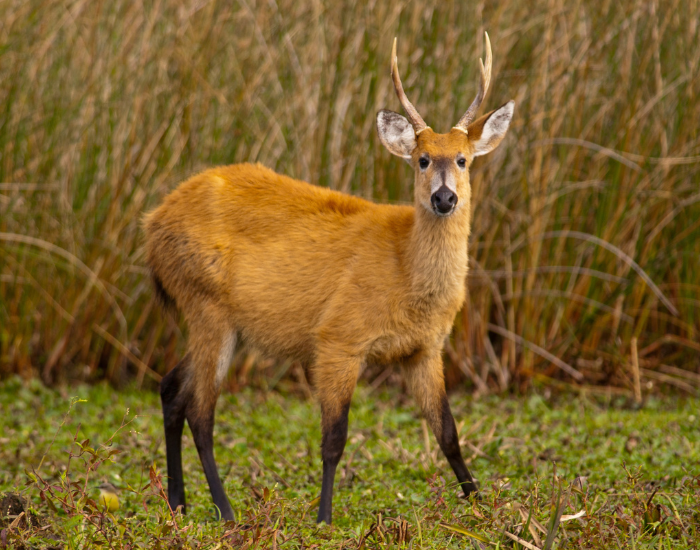 Marsh-Deer-Blastocerus-dichotomus.webp marsh deer in the wild looking at the camera