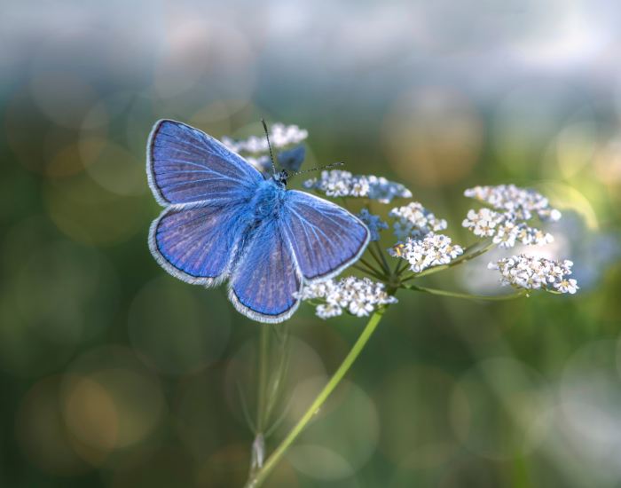 Mazarine.webp mazarine butterfly standing on a flower