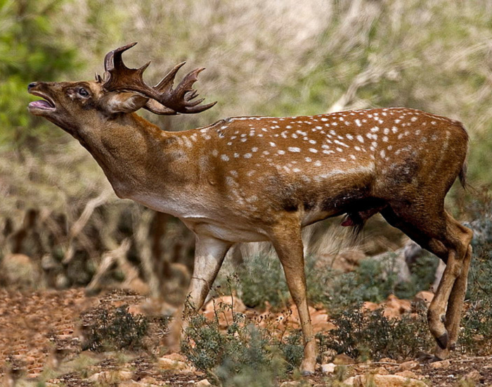 Mesopotamian-fallow-deer-Dama-mesopotamica.webp Mesopotamian fallow deer (Dama mesopotamica) in the wild