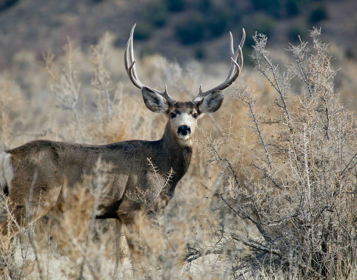 Mule-Deer-Odocoileus-hemionus.webp Mule deer in the wild