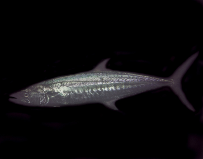 Narrow-barred-Spanish-Mackerel-Scomberomorus-commerson.webp close up of a Narrow-barred Spanish Mackerel with black background