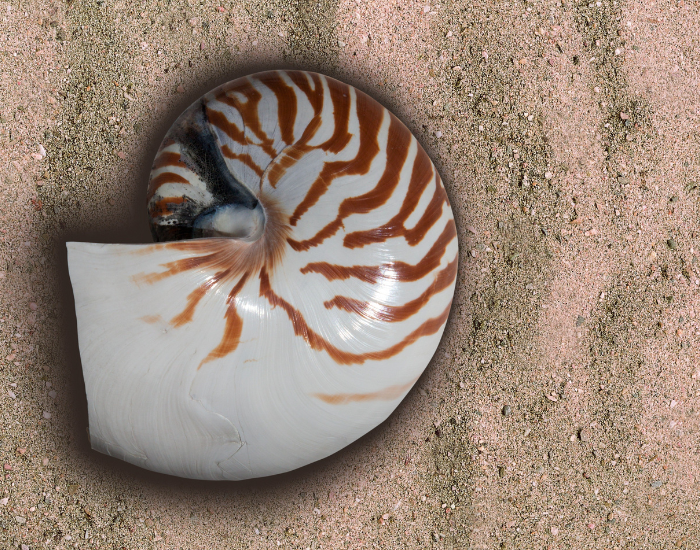 nautilus shell over sand