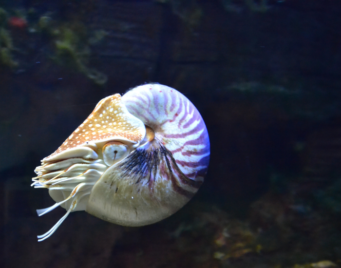 nautilus suspended swimming underwater