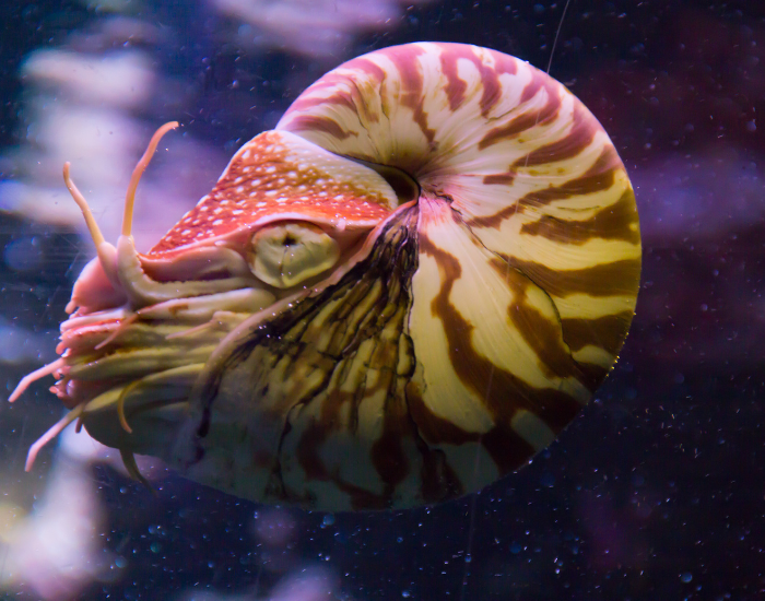 nautilus floating suspended