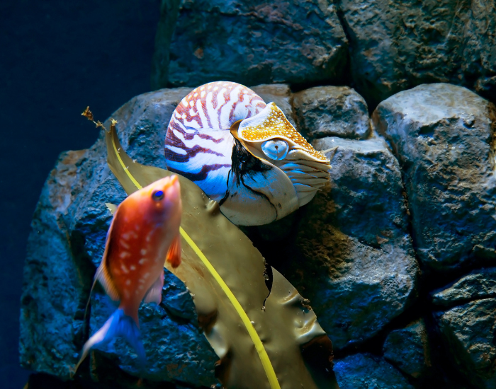 one nautilus swimming