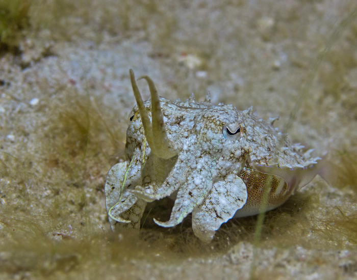 Needle-Cuttlefish-Sepia-aculeata.webp Needle Cuttlefish laying on the ocean floor