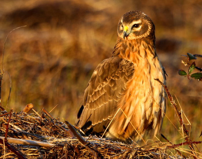 Northern Harrier  standing on ground