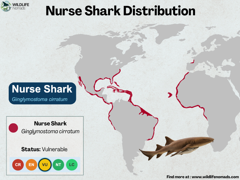 Nurse-Shark-Distribution-map.webp nurse shark distribution map