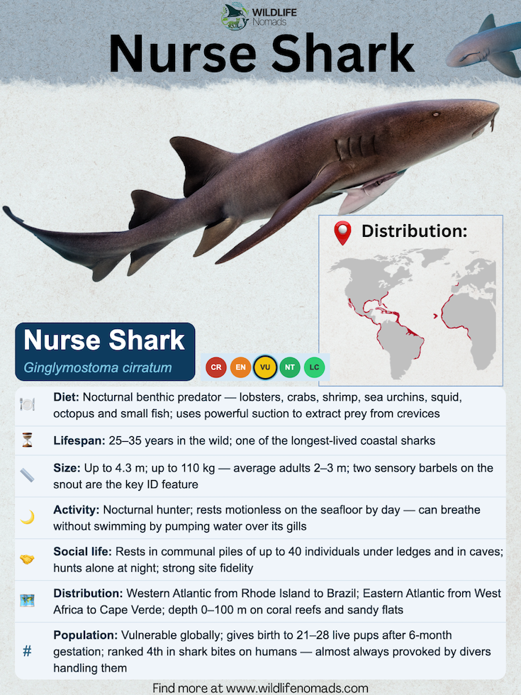 Nurse-Shark-species-animal-profile.webp Nurse Shark species profile