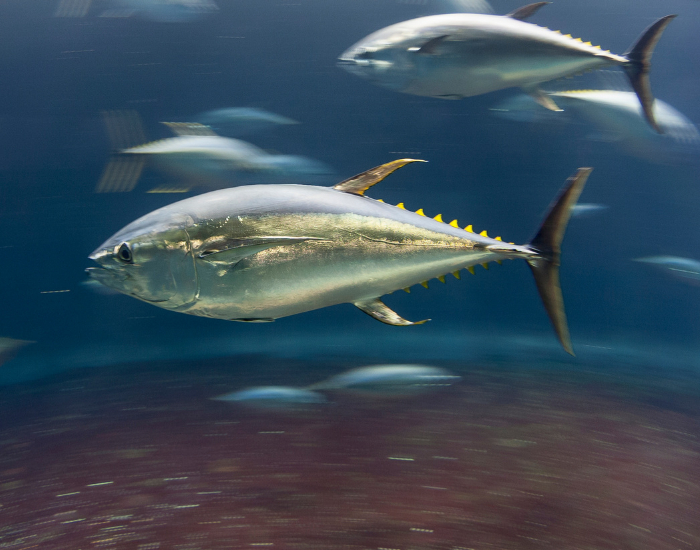 Pacific-Bluefin-Tuna-Thunnus-orientalis.webp Close up of a Pacific Bluefin Tuna
