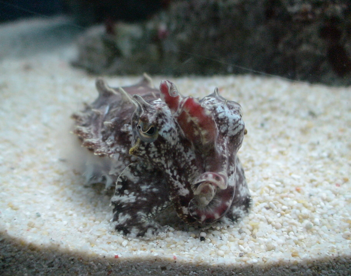 Paintpot-Cuttlefish-Metasepia-tullbergi.webp Paintpot Cuttlefish laying on sand