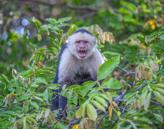 Panamanian-White-faced-Capuchin-Cebus-imitator.webp Panamanian White-faced Capuchin in the wild