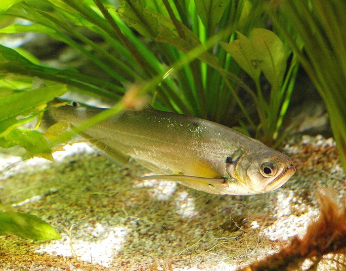Payara-Hydrolycus-scomberoides.webp Payara swimming in clear water