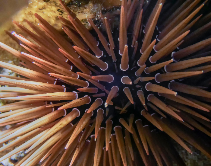Pencil-Urchin-Eucidaris-tribuloides.webp close up of a Pencil Urchin