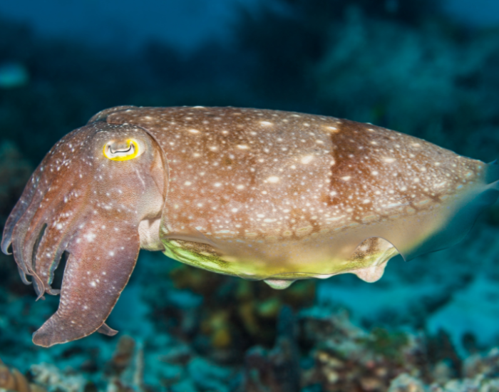Pharaoh-cuttlefish-Sepia-pharaonis.webp Pharaoh cuttlefish underwater photo