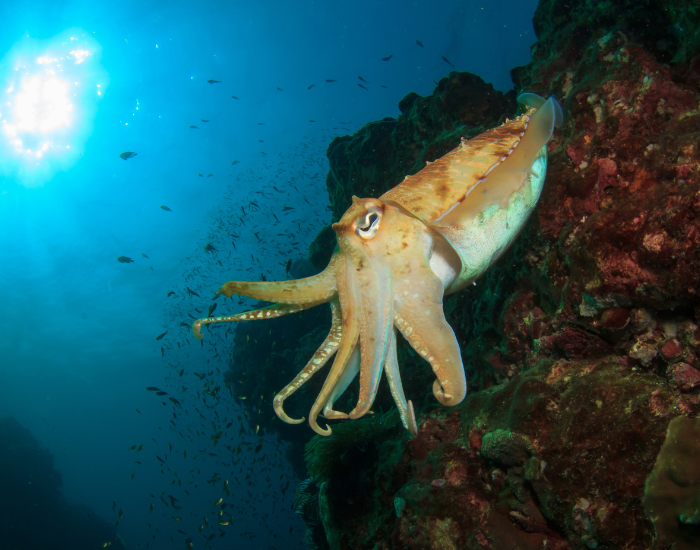 Pharaoh-cuttlefish-buried-ocean-floor-2.webp cuttlefish swimming underwater
