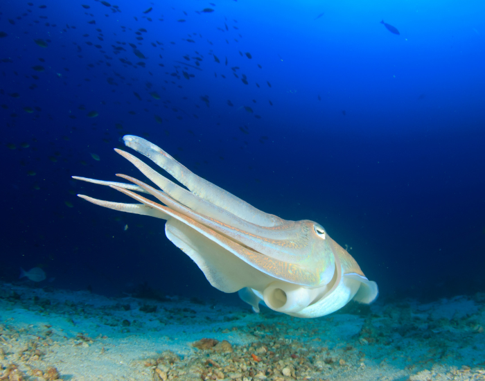Pharaoh-cuttlefish-buried-ocean-floor-3.webp cuttle fish propelling in the ocean