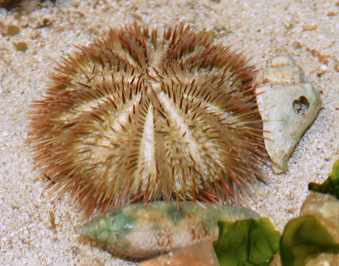 Pincushion-Urchin-Lytechinus-variegatus.webp Pincushion Urchin close up on sand