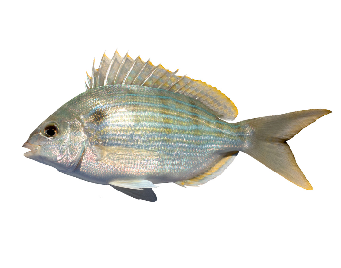 Pinfish-Lagodon-rhomboides.webp Pinfish with white background