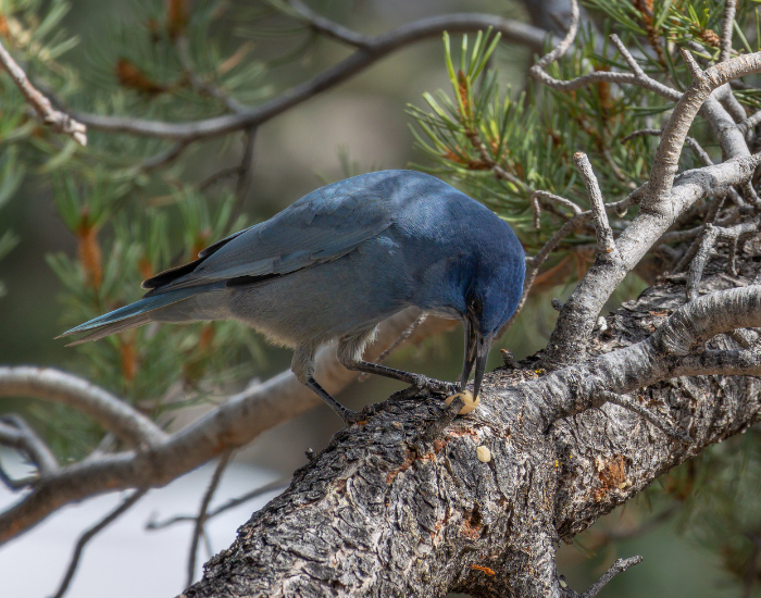Pinyon-Jay-Gymnorhinus-cyanocephalus.webp Pinyon Jay on a tree looking down