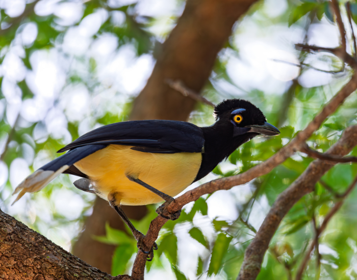 Plush-crested-Jay.webp Plush-crested bird in a tree in the wild with a yellow belly