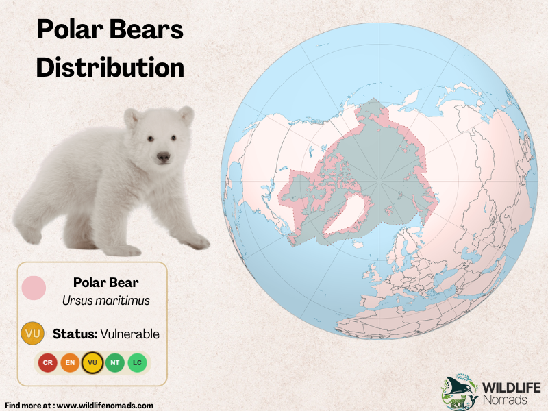 Polar-bear-distribution-map.webp Polar bear distribution map