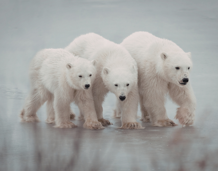 Polar-bear-family.webp three polar bears walking on ice sheet