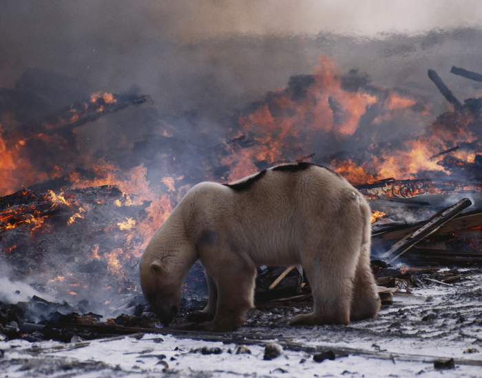 Polar-bear-in-garbage.webp polar bear eating rubbish with fire behind him