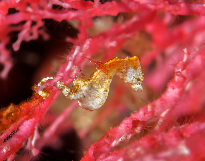 Pontohs-Pygmy-seahorse.webp seahorse grabbed by the tail
