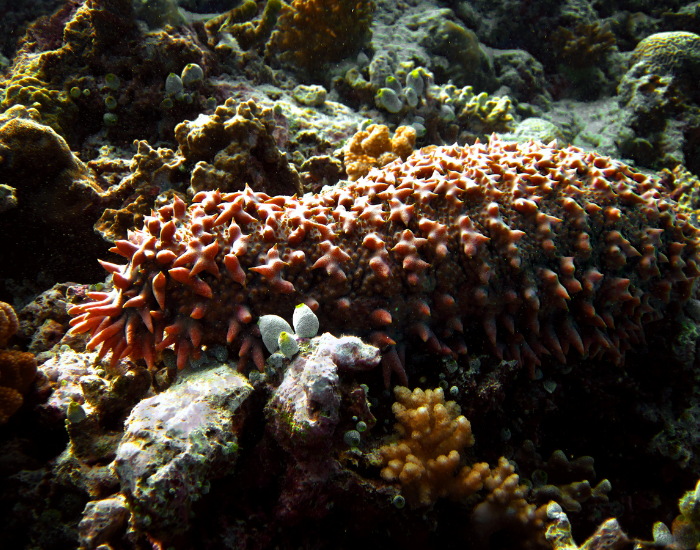 Prickly-Redfish-Thelenota-ananas.webp sea cucumber close up underwater photo