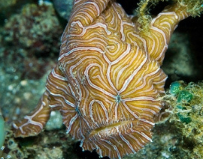 Psychedelic-frogfish.webp Psychedelic frogfish in the ocean