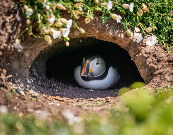 Puffin-nest.webp puffin inside an underground nest