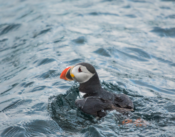 Puffins-water-swimming.webp puffin in the ocean swimming