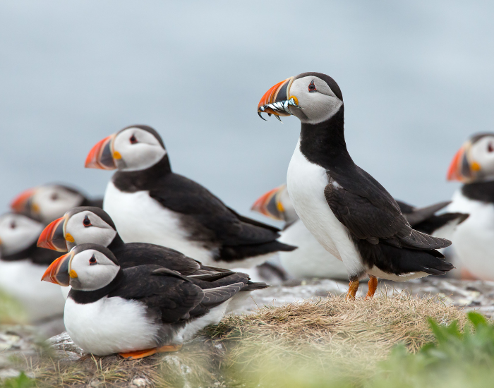 Puffins.webp Puffin colony in the wild