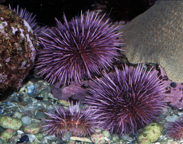 Purple-Sea-Urchin-Strongylocentrotus-purpuratus.webp group of Purple Sea Urchins underwater