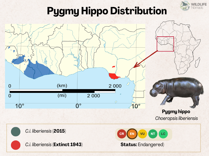 Pygmy-Hippo-Distribution-map.webp Pygmy Hippo Distribution map showing west africa