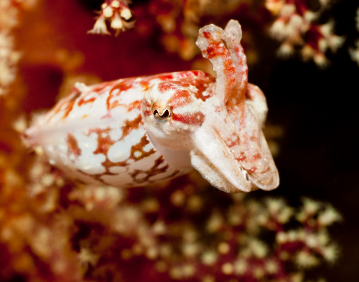 Reaper-Cuttlefish-Sepia-mestus.webp Reaper Cuttlefish close up