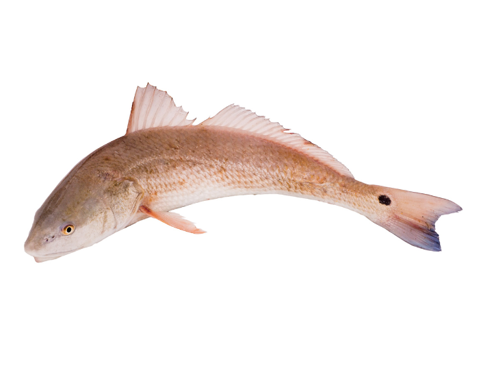 Red-Drum-_-Redfish-Sciaenops-ocellatus.webp Redfish with white background