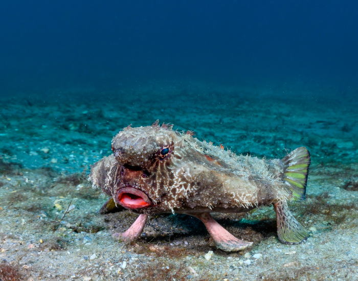 Red-Lipped-Batfish-Ogcocephalus-darwini.webp Red-Lipped Batfish laying on the ocean floor
