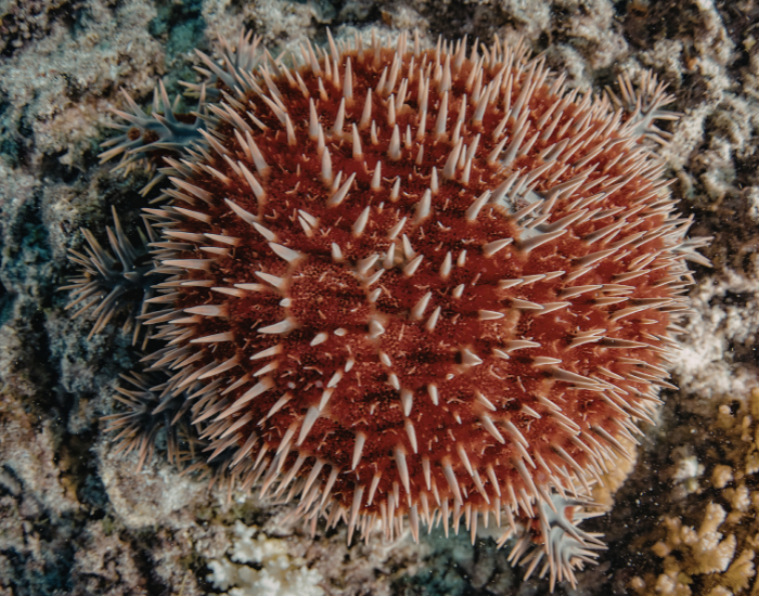 Red-Sea-Urchin-Mesocentrotus-franciscanus.webp close up of a Red Sea Urchin