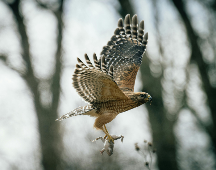 Red-shouldered Hawk flying