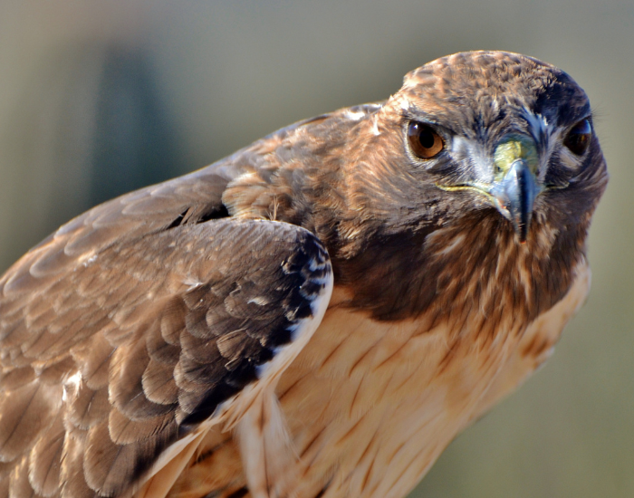 Red-tailed Hawk close up