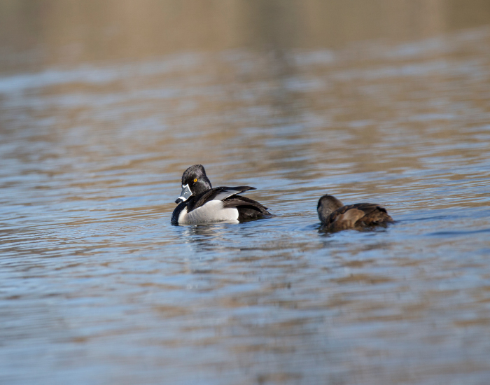 Ring-Necked-Duck-dabbling.webp Ring-Necked Duck dabbling