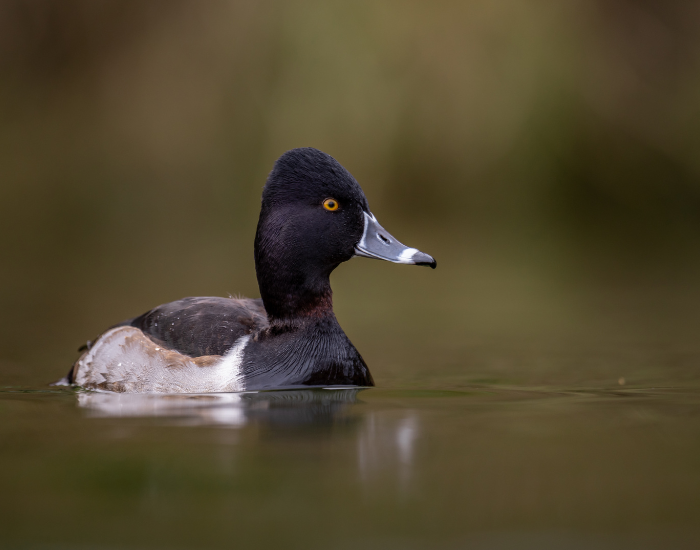 ring necked duck swimming