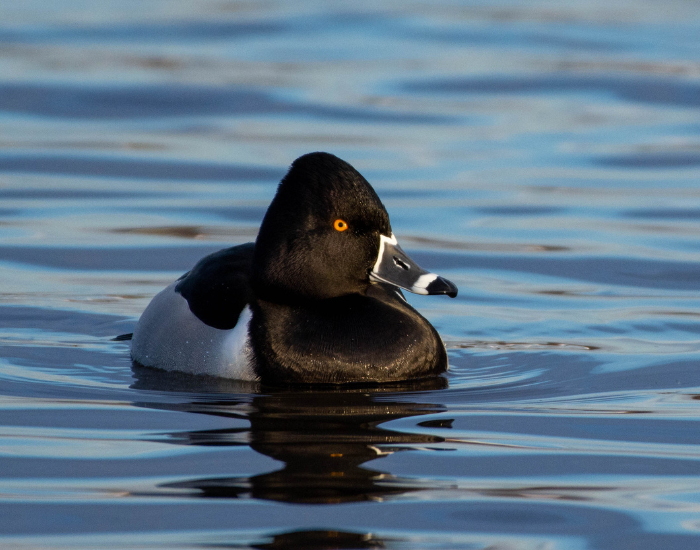 RingNecked-Duc.webp Ring-Necked Duck swimming in lake