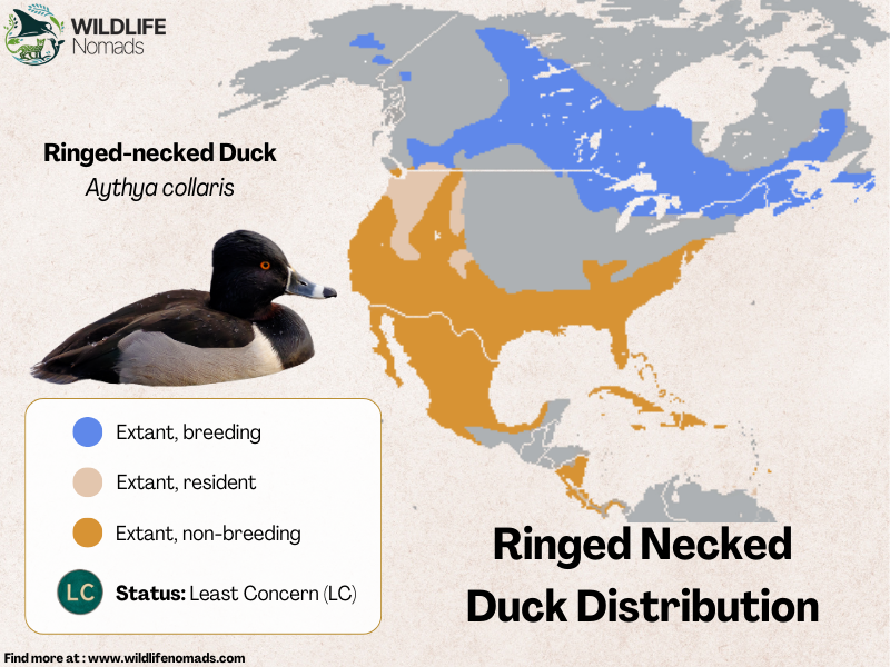 Ringed-Necked-Duck-Distribution-map.webp Ring-necked Duck distribution map